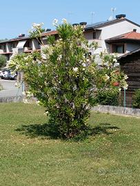 pianta di oleandro