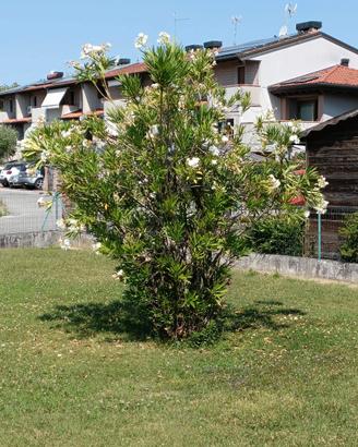 pianta di oleandro