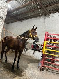 cavalla araba