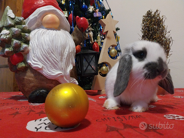 Coniglio ariete nano