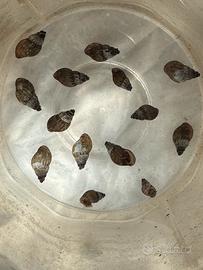 Tiara winteri lumache d'acqua dolce