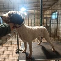 Lagotto Romagnolo con pedigree da tartufo