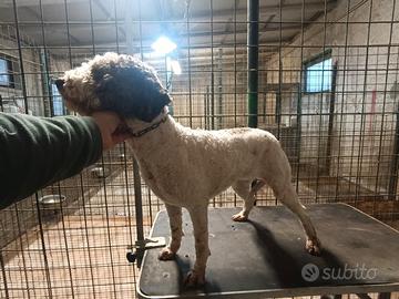 Lagotto Romagnolo con pedigree da tartufo