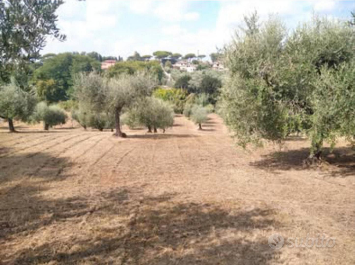 Terreno edificabile con uliveto - Ansicht 5