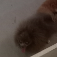 Spitz Pomerania cioccolato