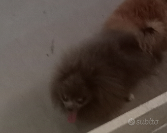 Spitz Pomerania cioccolato