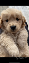 Cani golden retriever