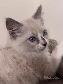 Cuccioli Ragdoll