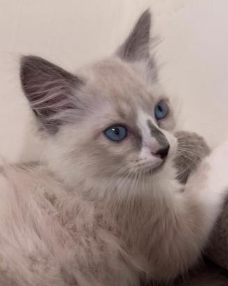 Cuccioli Ragdoll