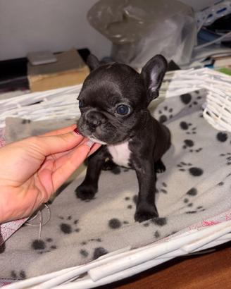 Buldogue francese