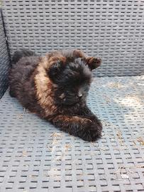 cucciolo pomapoo 