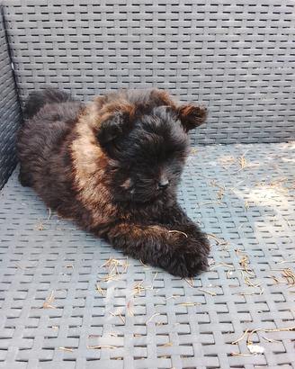 cucciolo pomapoo 