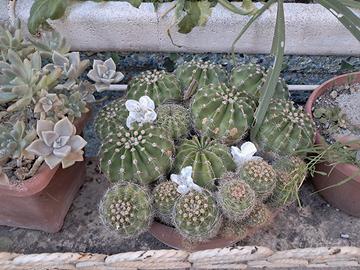 piante grasse