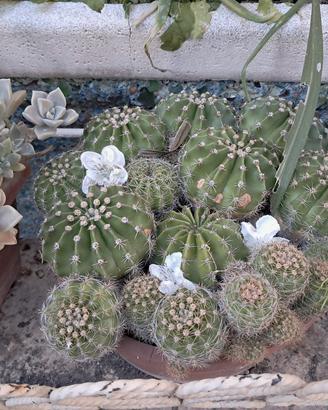 piante grasse