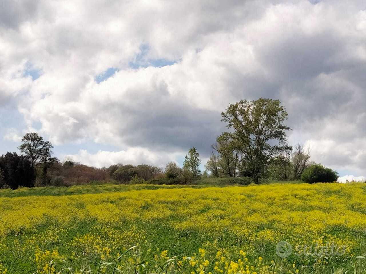 Area verde a Amelia - Altro