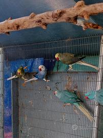 Parrocchetto dal collare cleartail