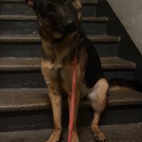 Pastore Tedesco Femmina 2 anni