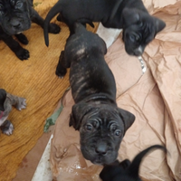 Cucciola cane corso