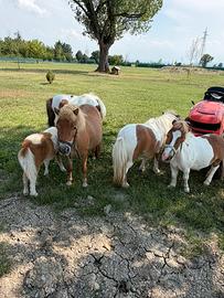 Cavallo pony