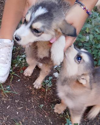 Siberian husky
