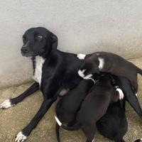 Cuccioli di cane miticcio appena 2 mesi