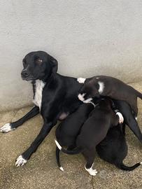 Cuccioli di cane miticcio appena 2 mesi