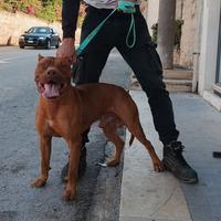 Cuccioli di american pitbull terrier