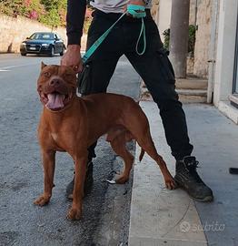 Cuccioli di american pitbull terrier