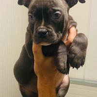 Cuccioli American bully