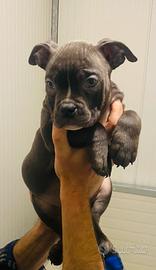 Cuccioli American bully