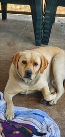 Labrador