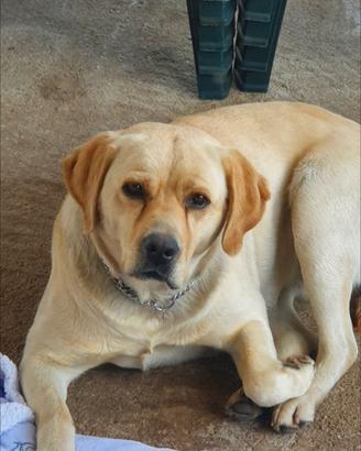 Labrador