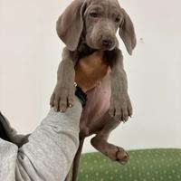 Cuccioli di Weimaraner