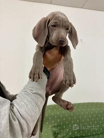 Cuccioli di Weimaraner