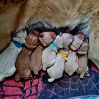 Cuccioli di Golden Retriver