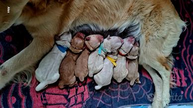 Cuccioli di Golden Retriver