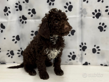 Lagotto romagnolo
