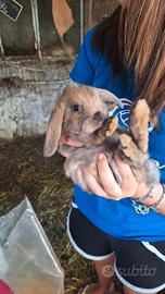 Coniglietti nani ariete