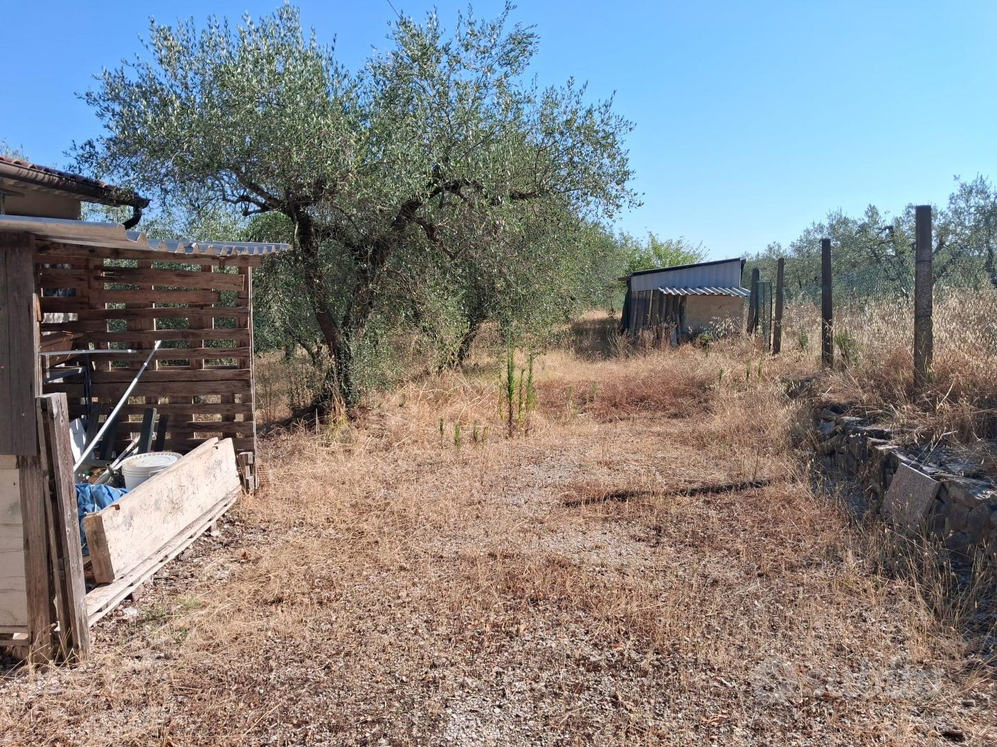 Terreni con olivi ed annesso agricolo - Vista 3