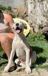 Cucciolo dogo argentino
