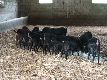 Capretti murciani originali