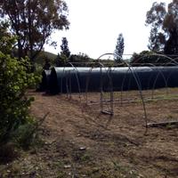 Tunnel agricolo fungaia