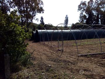 Tunnel agricolo fungaia