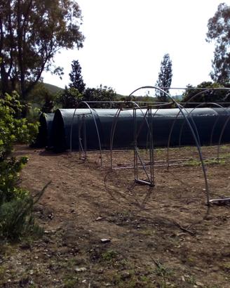 Tunnel agricolo fungaia