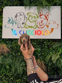Cuccioli di bassotto maschio