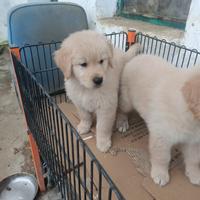 Esclusiva: ULTIMI 2 Cuccioli Golden Retriever