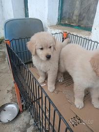 Esclusiva: ULTIMI 2 Cuccioli Golden Retriever