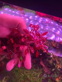 Piante vere acquario dolce rotala mini super red