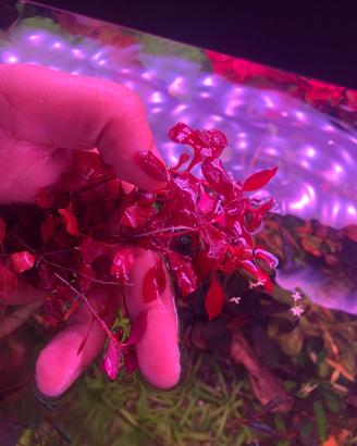 Piante vere acquario dolce rotala mini super red