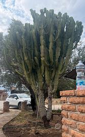 CACTUS candelabro